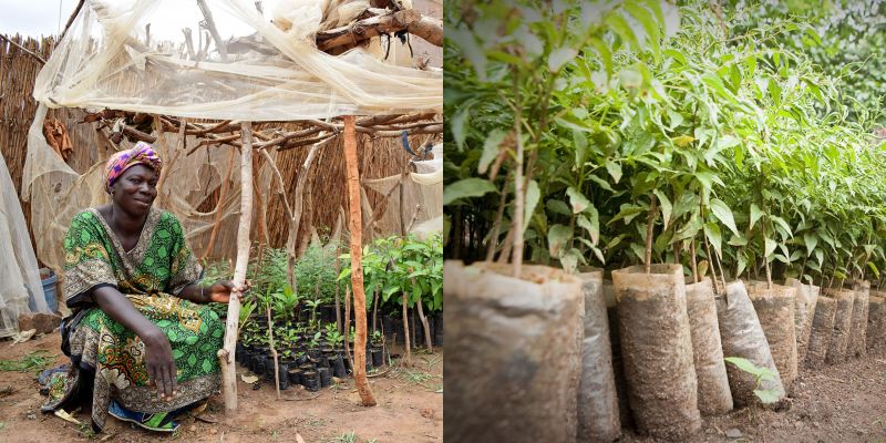 One tree planted